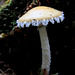 Stropharia ambigua