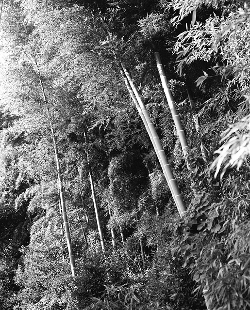 Bamboo forest_10