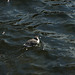 Guillemot