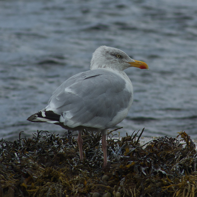Inveraray Sea Front Gull