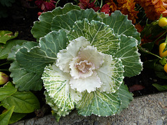 Ornamental Cabbage (1) - 22 October 2014