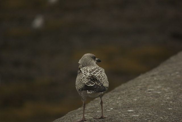 Inveraray Juvenile Gull