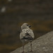 Inveraray Juvenile Gull