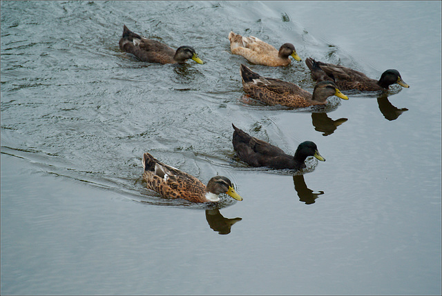 Ducks