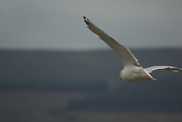 Inveraray Gull