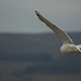 Inveraray Gull