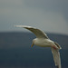 Inveraray Gull