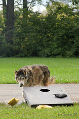 Loki the Corn Hole Champ