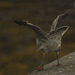 Inveraray Gull