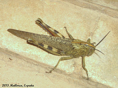 14b Valanga irregularis (Giant Grasshopper)