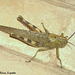 14b Valanga irregularis (Giant Grasshopper)