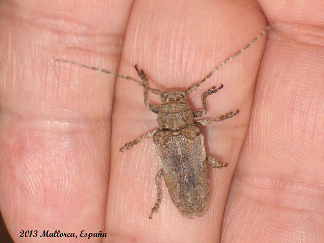 14c A Longhorn Beetle