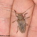 14c A Longhorn Beetle