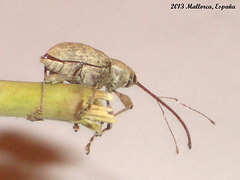 79 Weevil Found on Euphorbia Cuttings