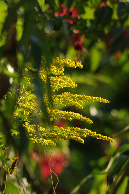 mon petit jardin