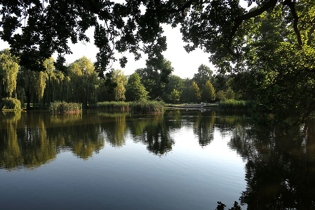 A Pond in the Morning