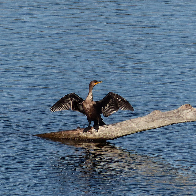 Double-crested Cormorant