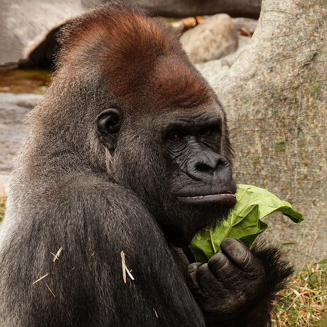 Western Lowland Gorilla fun time