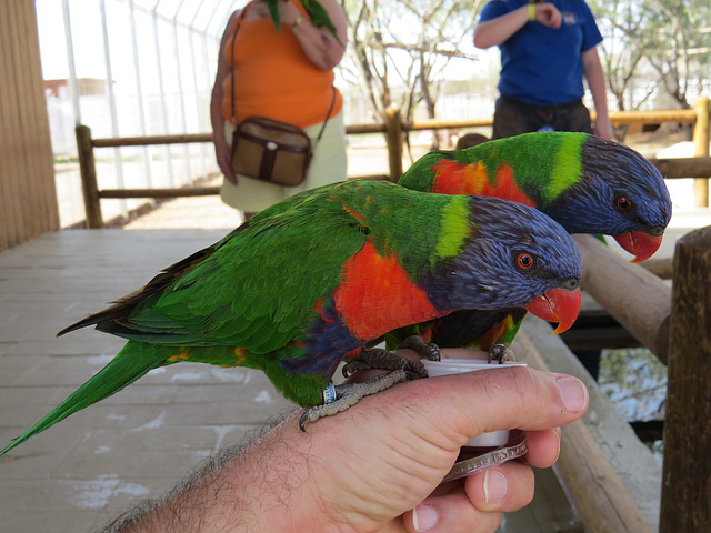 Lorikeets