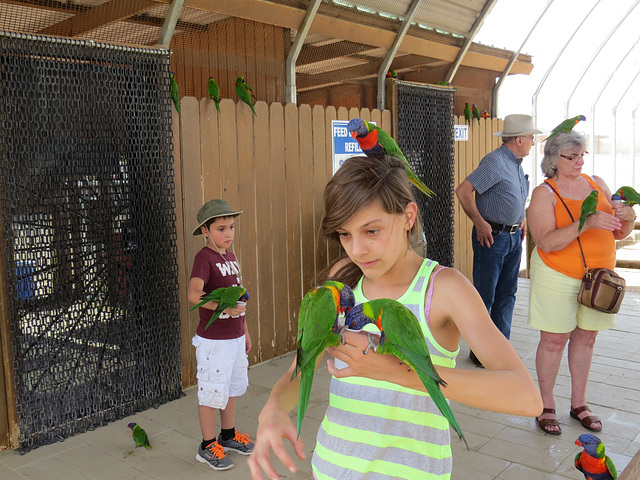 Lorikeets