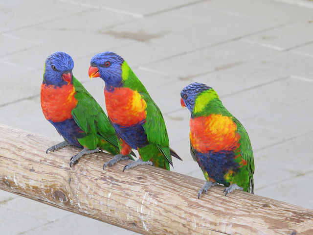 Lorikeets