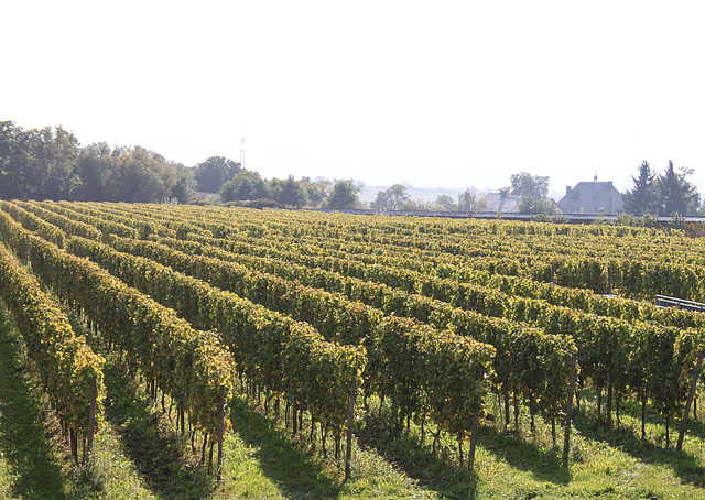 Rheingau - Weinberge