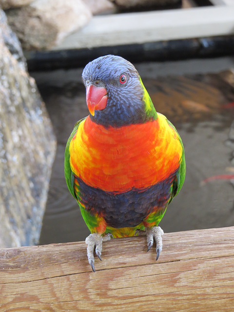 Lorikeet