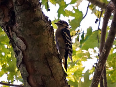 Downy Woodpecker