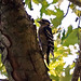 Downy Woodpecker