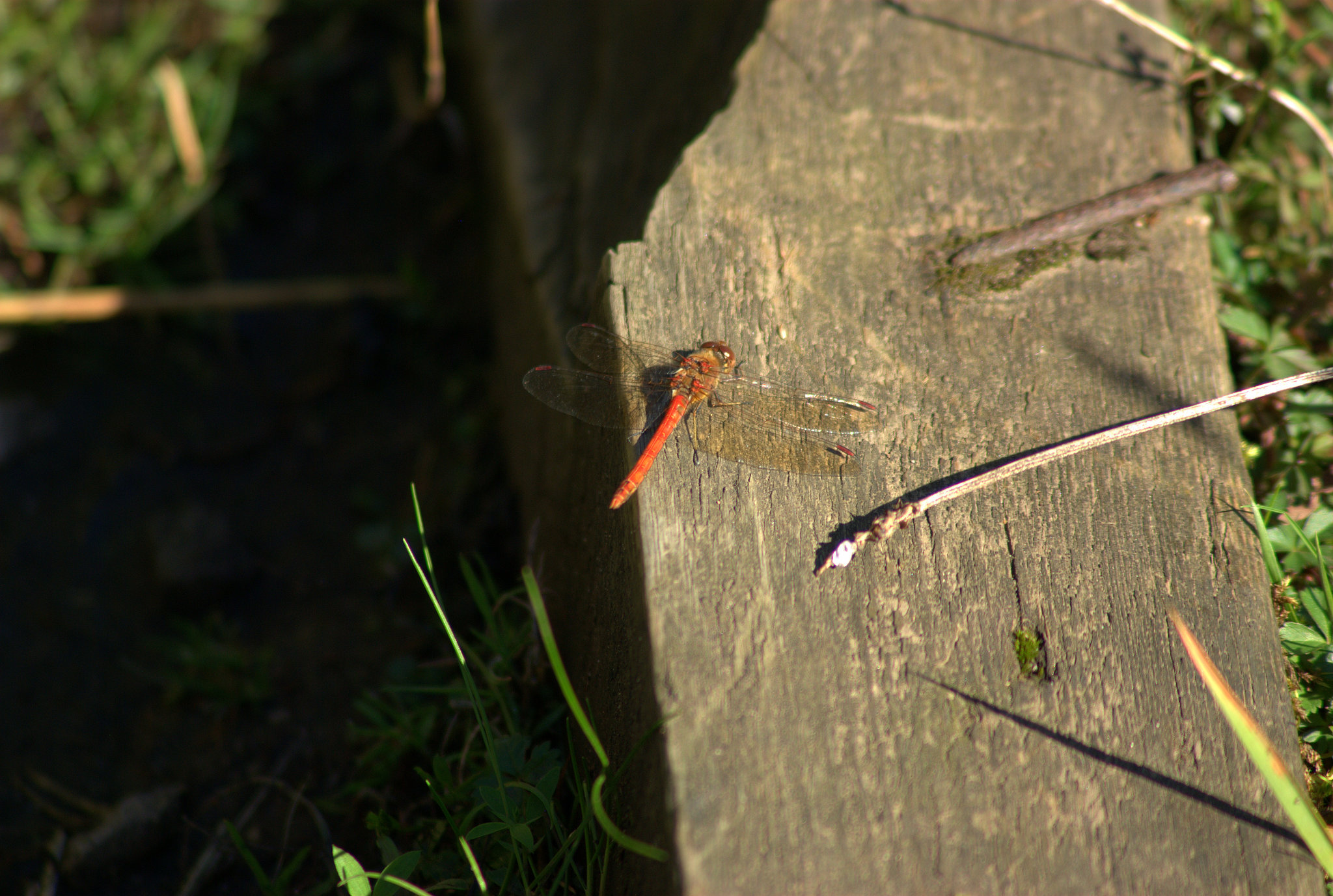 Common Darter