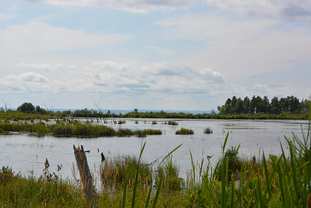 paysage eau et herbes