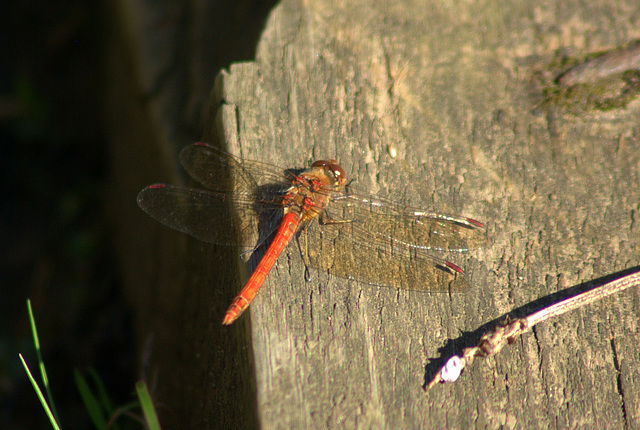 Common Darter