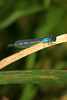 Damselfly