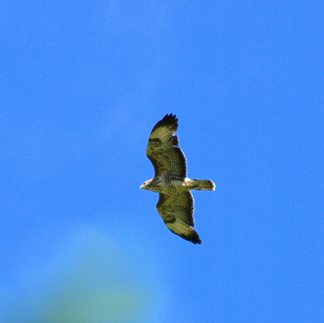 Common Buzzard