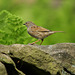 Dunnock