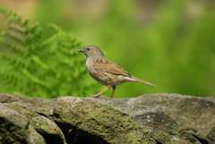 Dunnock