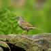 Dunnock
