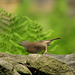 Dunnock