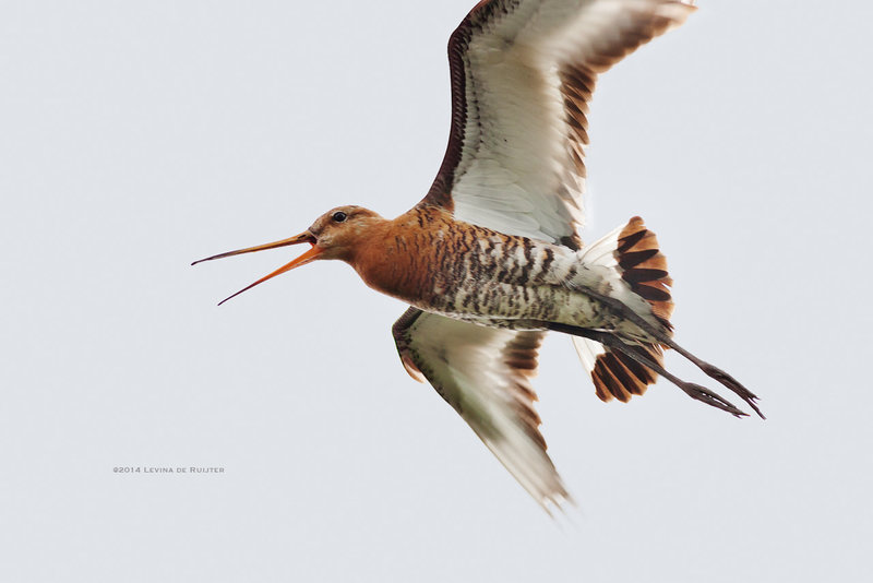 Black-tailed Godwit / Grutto (Limosa limosa)