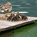 Repos à Hallstatt (Autriche)