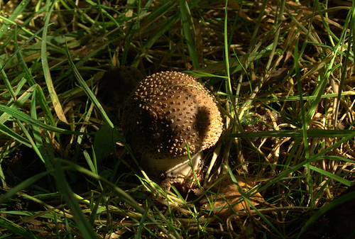 Puffball