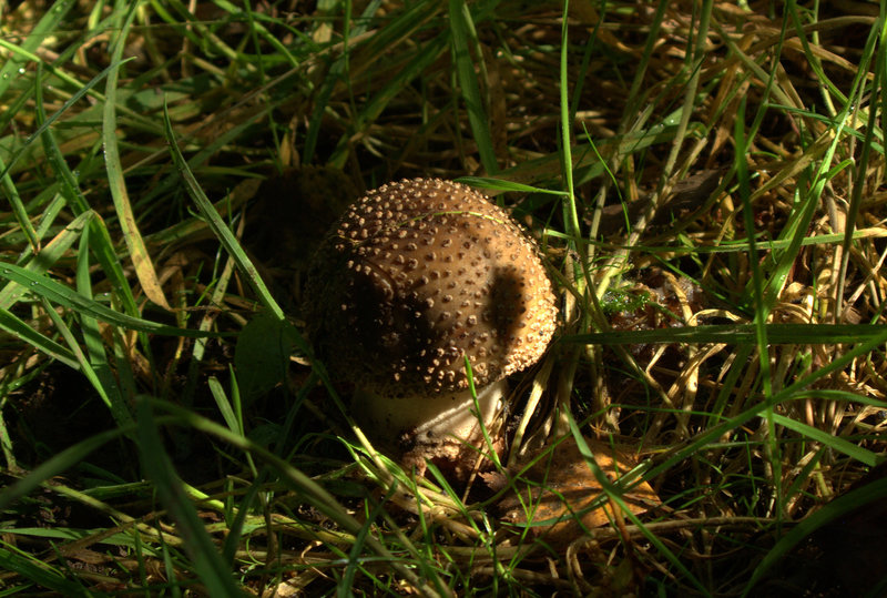 Puffball