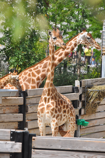 Zoo de Vincennes