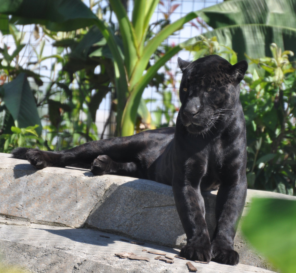 Zoo de Vincennes