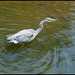 heron in the river