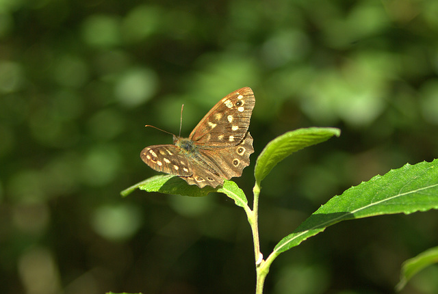 Speckled Wood