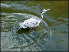 heron in the water