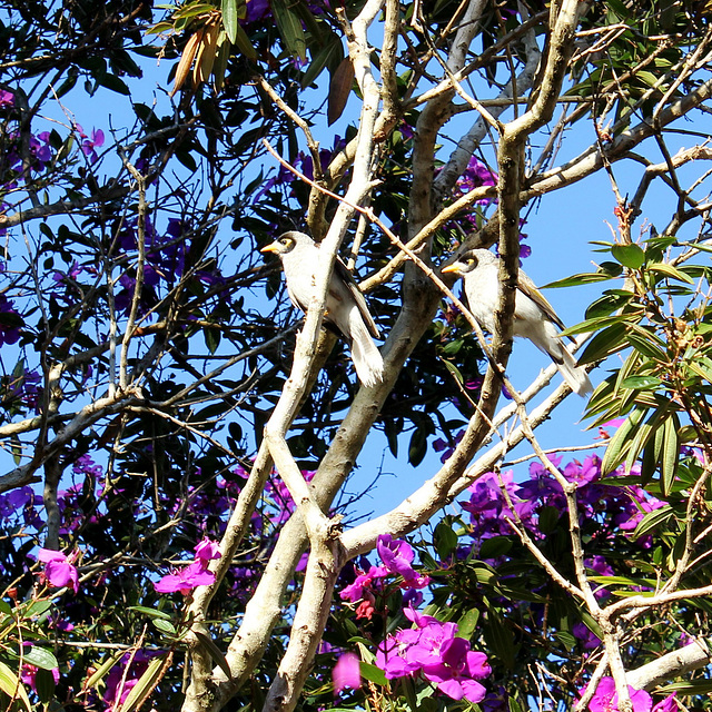 Noisy Miners