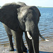 Elephant in Chobe National Park, Botswana