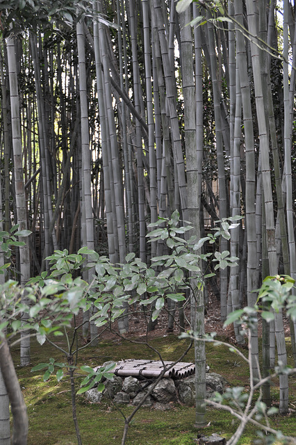 puits dans la forêt de bambou, Daisen-in